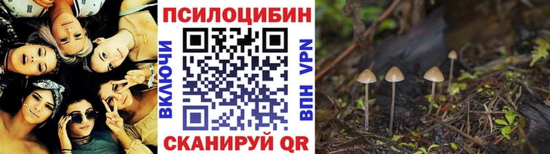 Купить закладки  Каменка  Псилоцибиновые грибы Psilocybine cubensis 